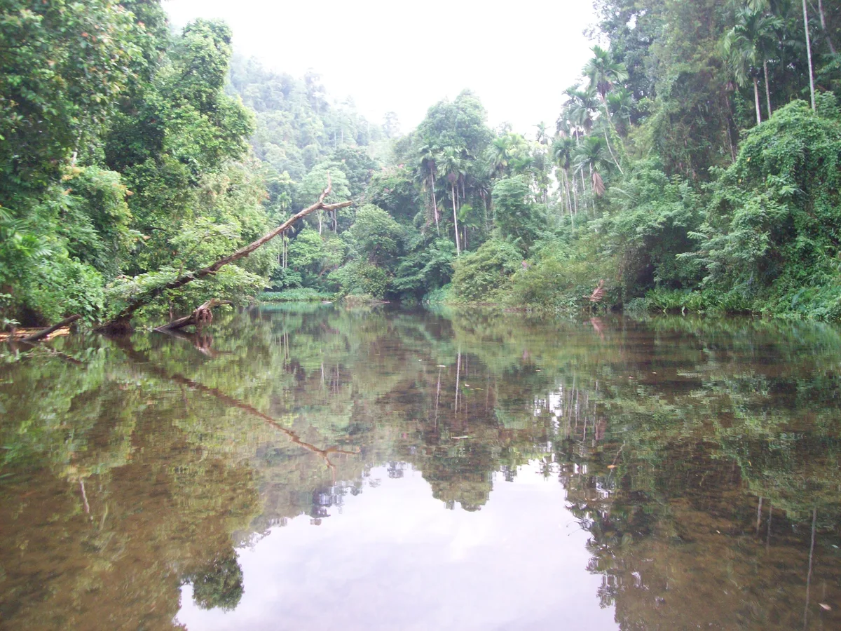 A small forest creek beside the Kelani River in Kitulgala